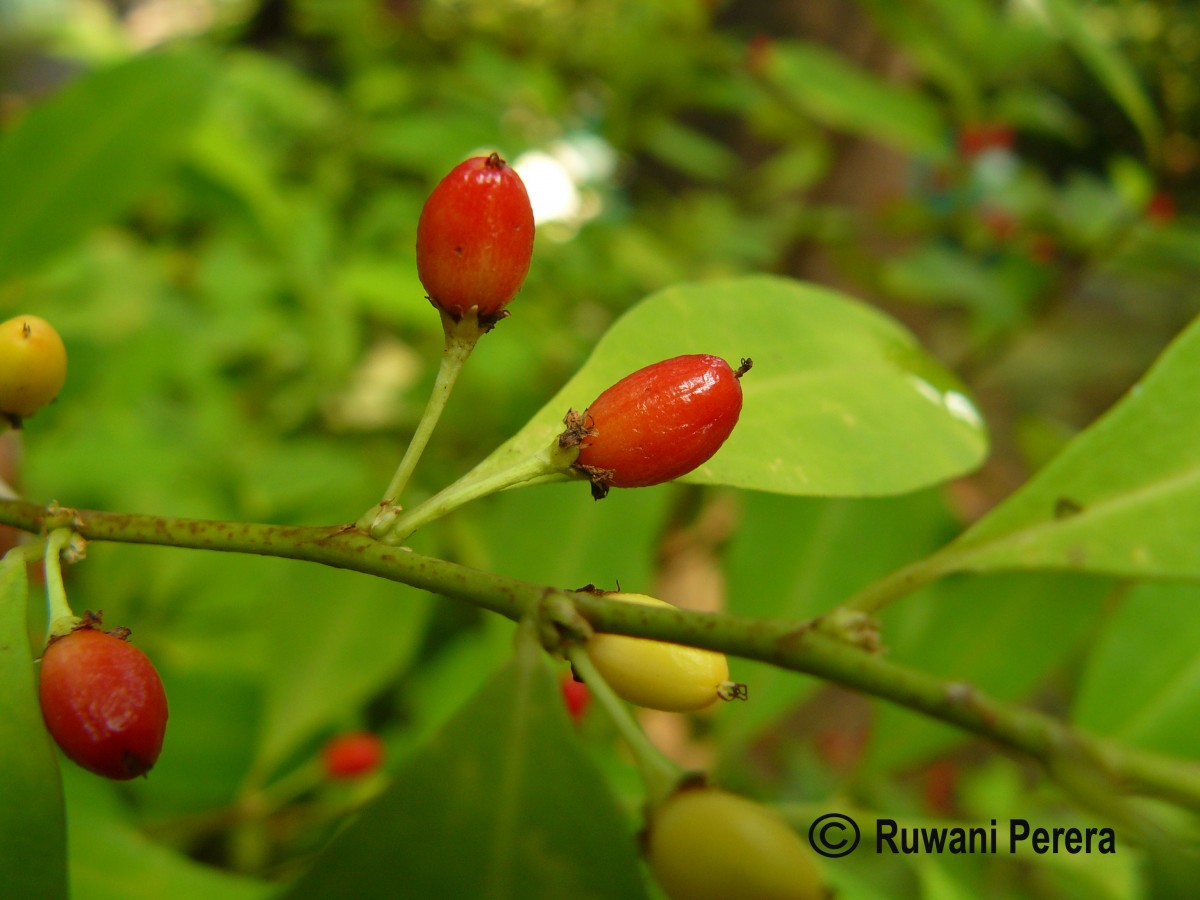 Erythroxylum novogranatense (D.Morris) Hieron.